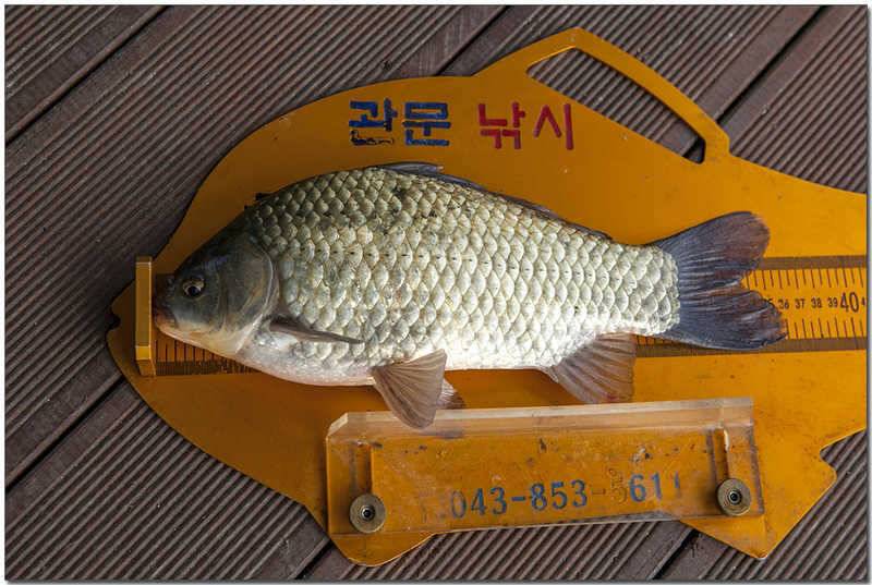 내사리 제일 36 cm칠성지 사짜 (조황조행기 - 특파원조황)