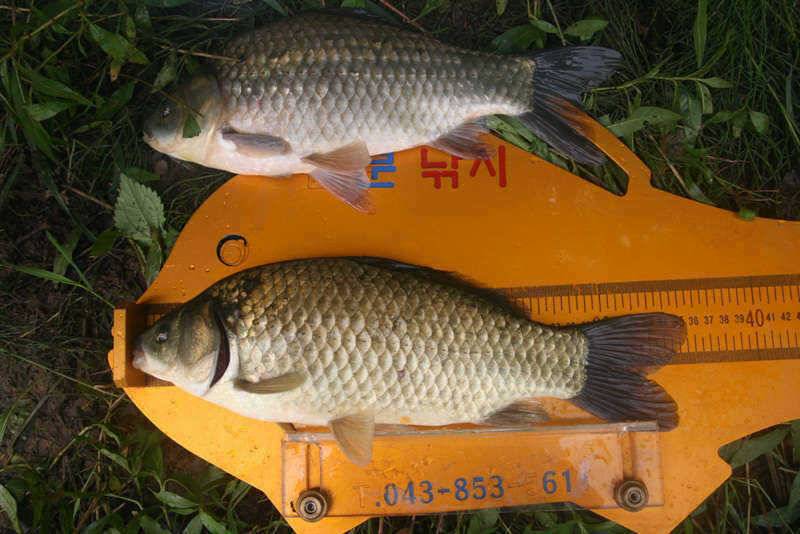 충주호 노지 밤낚시를 다녀왔습니다 (조황조행기 - 특파원조황)