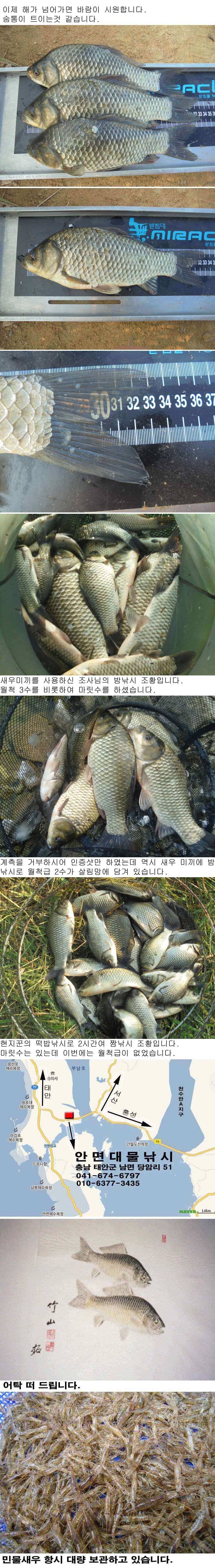 810 부남호 밤낚시 조황 (조황조행기 - 특파원조황)