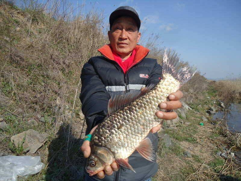 46 부남호 추워진 날씨 속에서도 나온 4짜 대물붕어 조황 (조황조행기 - 특파원조황)