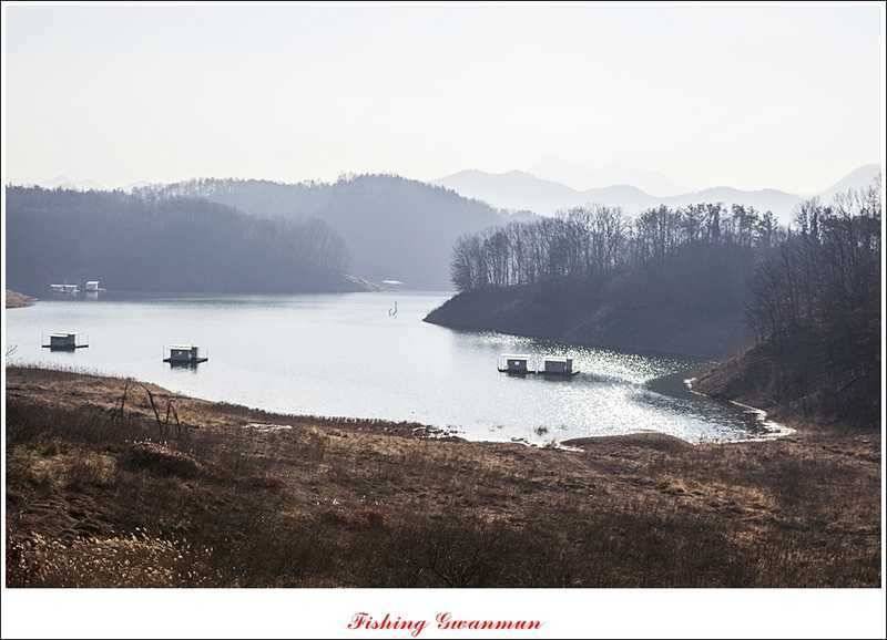 한버들 월척마릿수 조황 (조황조행기 - 특파원조황)