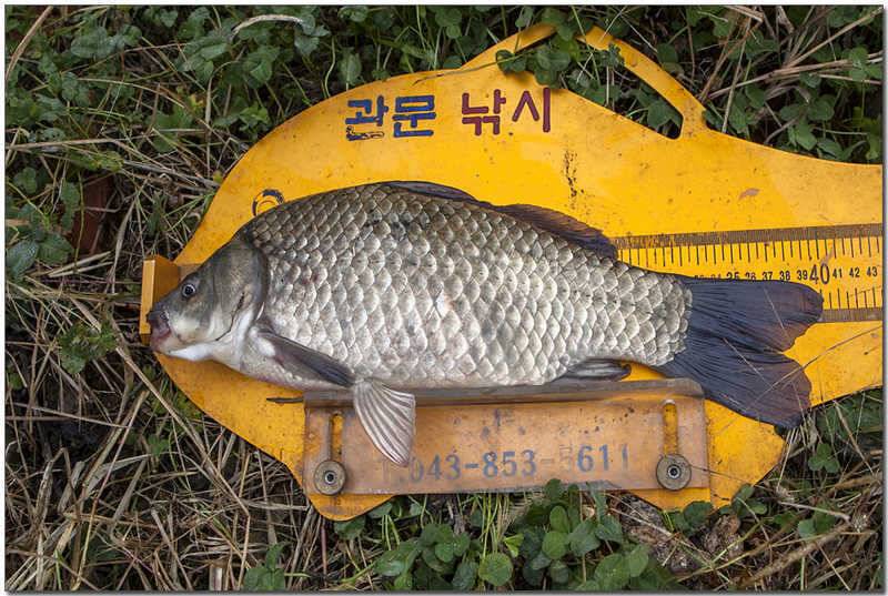 내사리 제일 36 cm칠성지 사짜 (조황조행기 - 특파원조황)