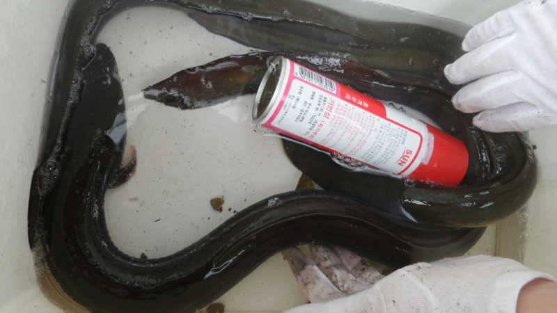 목벌낚시터 12kg 대물장어 붕어소식 (조황조행기 - 특파원조황)