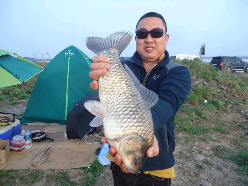 518 부남호 45cm 대물붕어 및 주말 조황 (조황조행기 - 특파원조황)