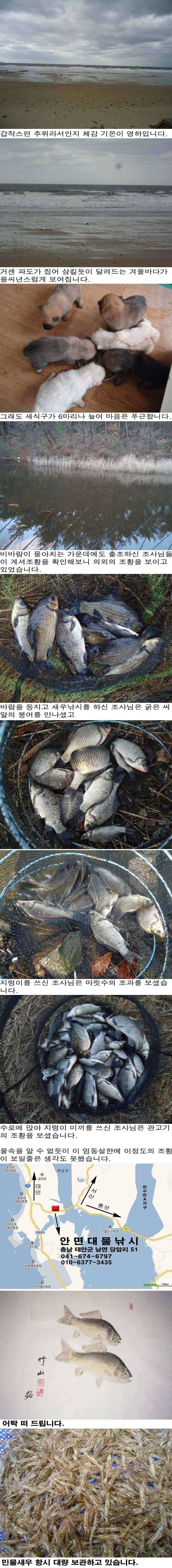1119 안면도권 저수지 및 수로 겨울바다와 함께 전해온 조황 (조황조행기 - 특파원조황)