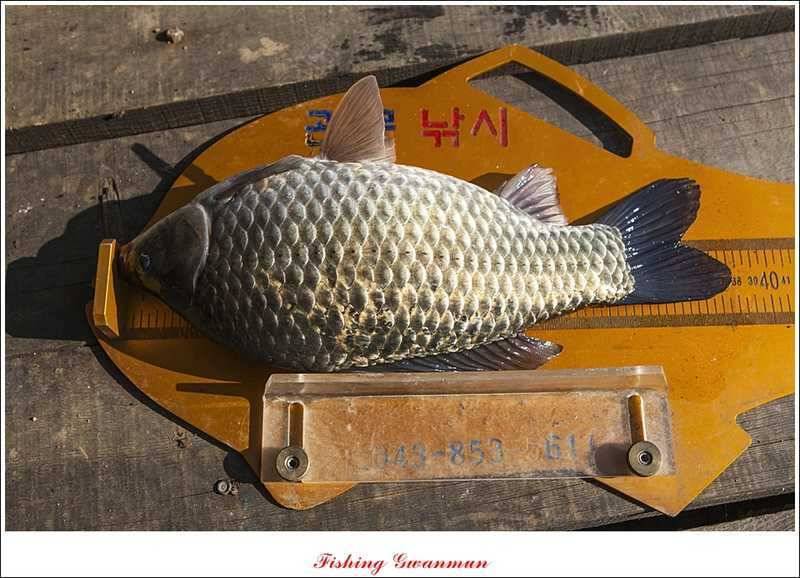 한버들 월척마릿수 조황 (조황조행기 - 특파원조황)