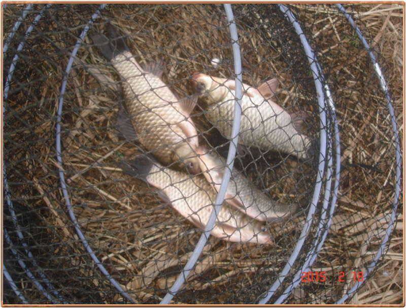진위천 조황 소식 (조황조행기 - 특파원조황)
