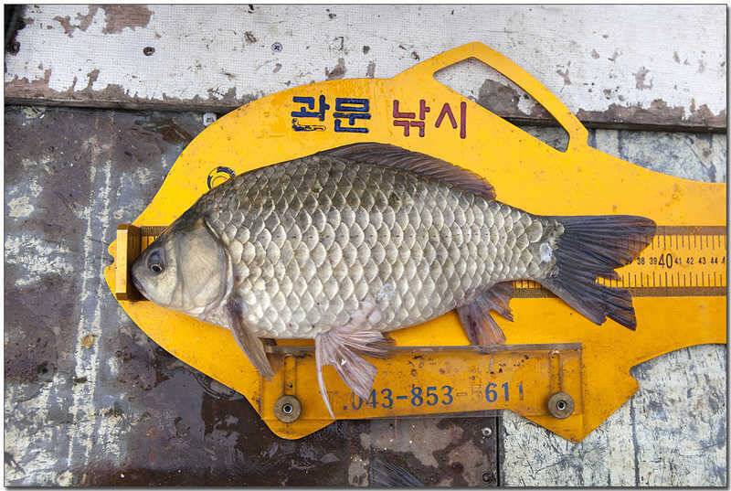 내사리 제일 36 cm칠성지 사짜 (조황조행기 - 특파원조황)