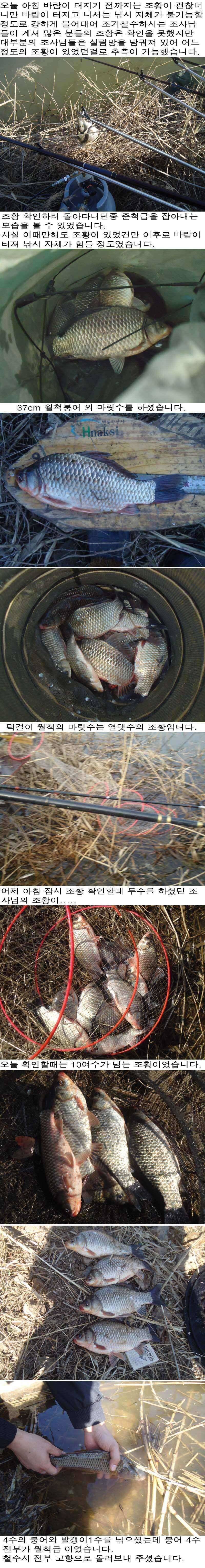 32 부남호 월척 및 마릿수 좋았던 주말 조황 (조황조행기 - 특파원조황)