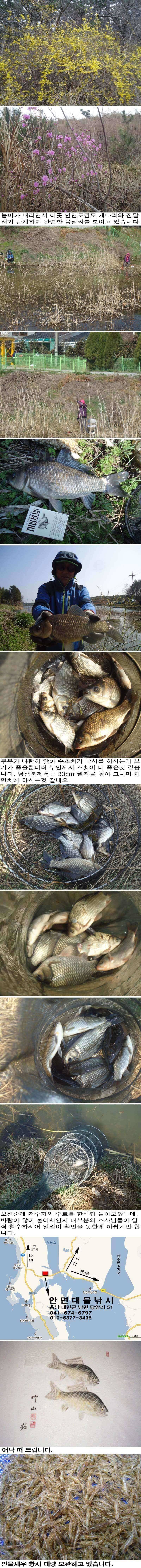 330 안면도권 저수지 및 수로 주말 조황 (조황조행기 - 특파원조황)