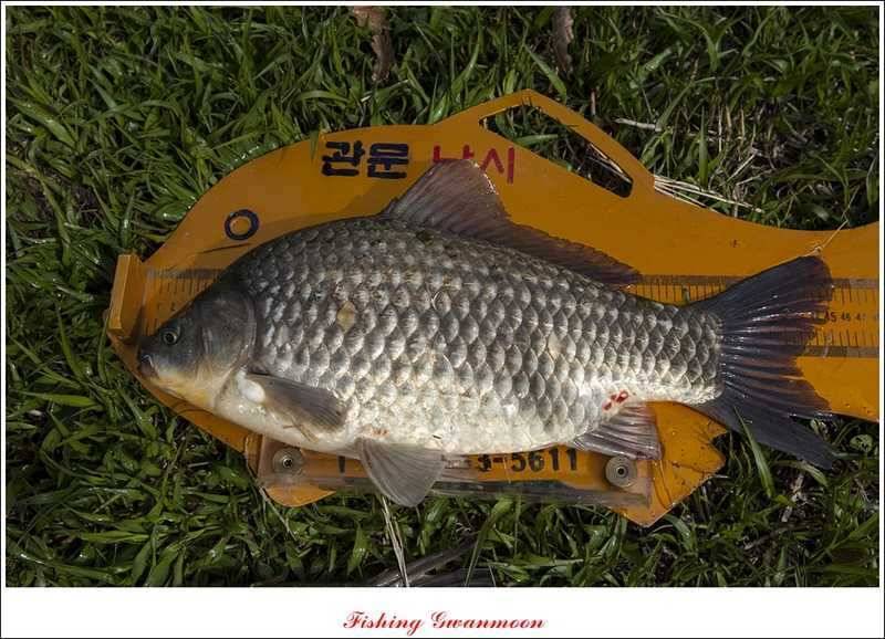 화곡지 사짜칠성지 사짜추평지 사짜 (조황조행기 - 특파원조황)