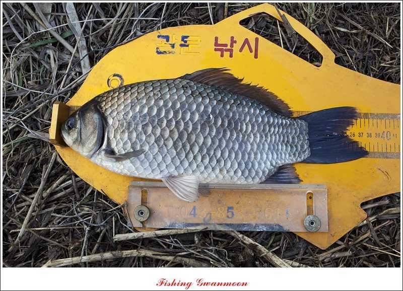 칠성지 사짜 대박화곡지 노지달천강 월척 (조황조행기 - 특파원조황)