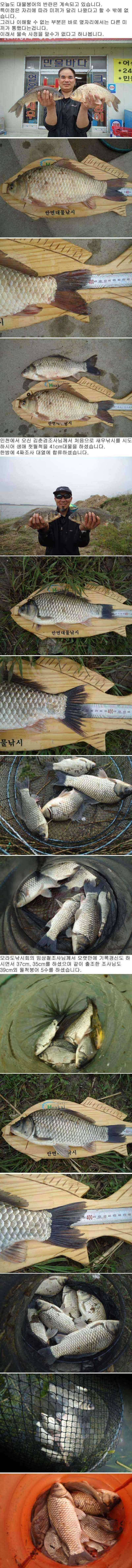부남호 징검다리 연휴 둘쨋날 대물붕어들의 반란 (조황조행기 - 특파원조황)