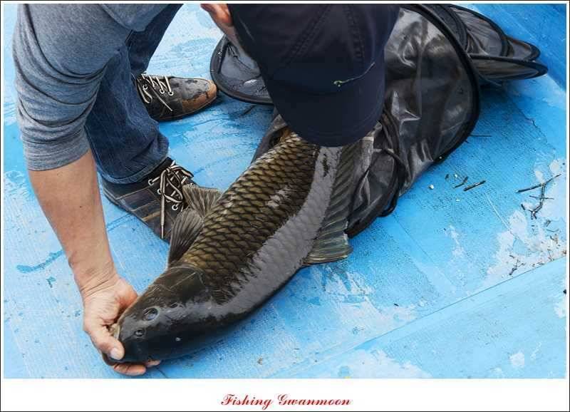 달천강 호조황화곡지칠성지 소식 (조황조행기 - 특파원조황)