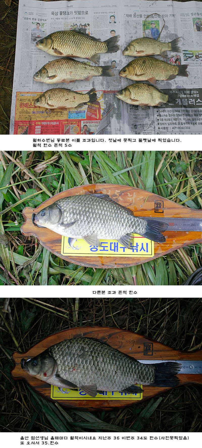 청도권 청도천 여전히 빵빵 터집니다 (조황조행기 - 특파원조황)