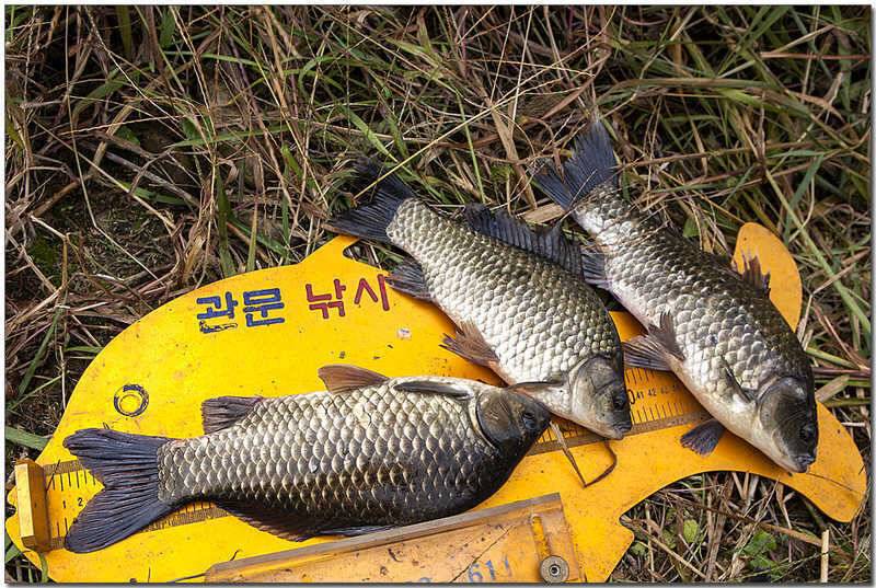 늘푸른 장어달천강 월척 (조황조행기 - 특파원조황)