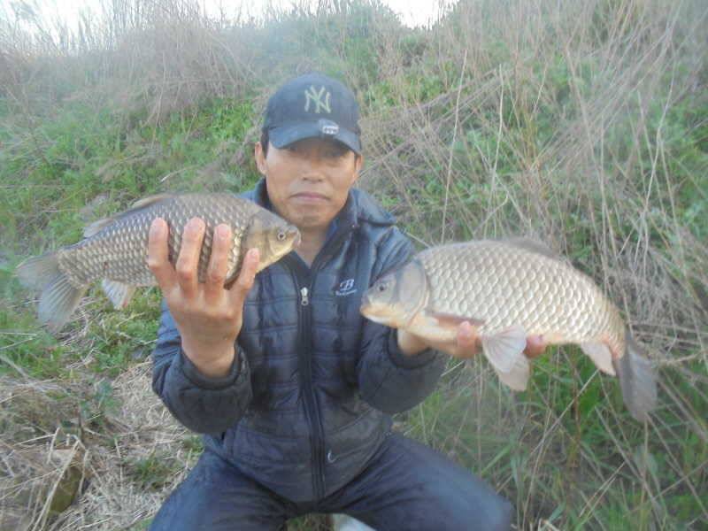 423 부남호 43cm 및 허리급 대물붕어 조황 (조황조행기 - 특파원조황)