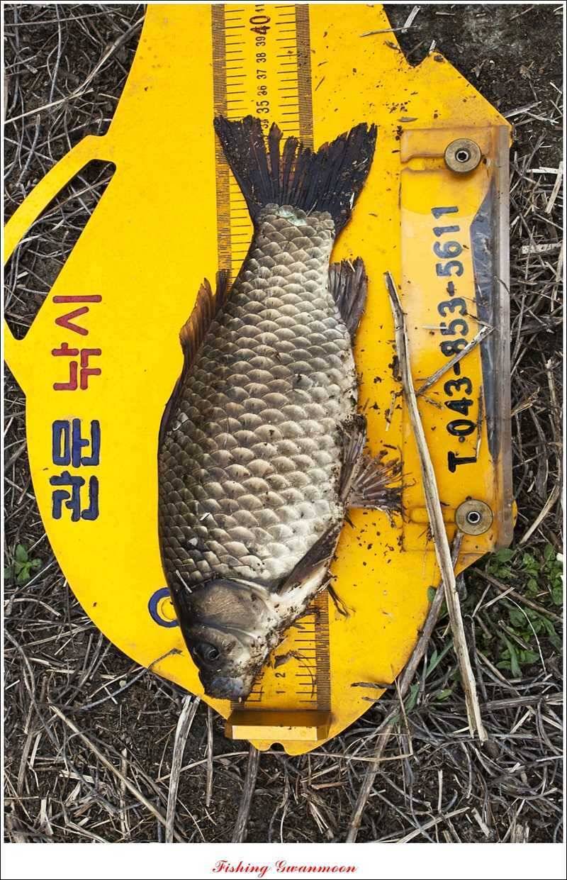 달천강 호조황화곡지칠성지 소식 (조황조행기 - 특파원조황)
