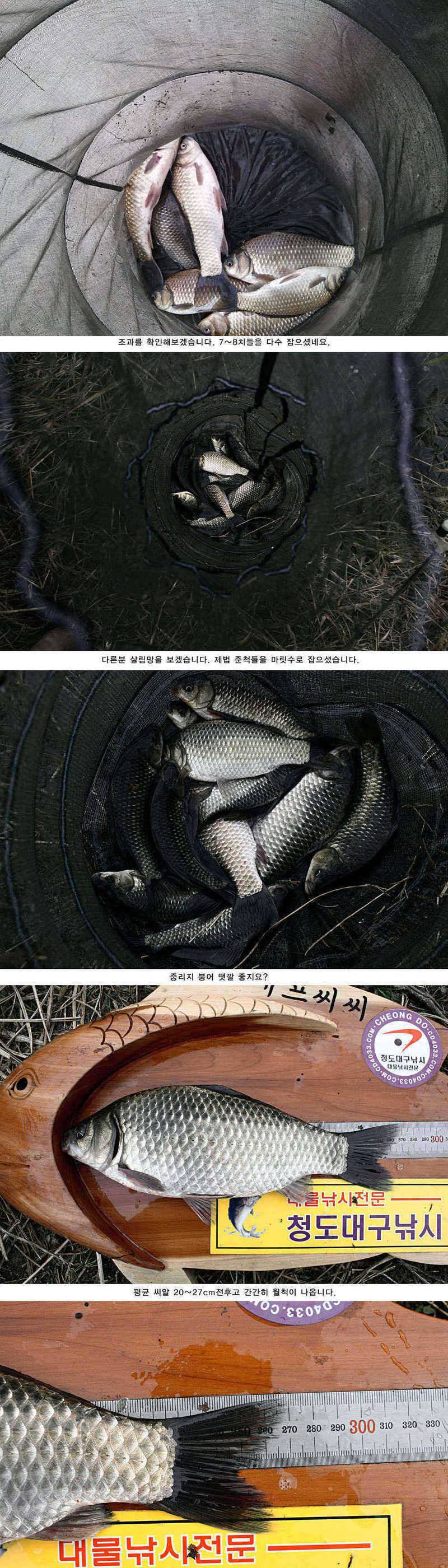 청도권 5째주 조황정보 (조황조행기 - 특파원조황)