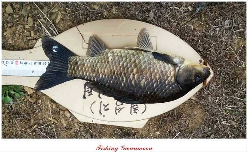 달천강 호조황화곡지칠성지 소식 (조황조행기 - 특파원조황)