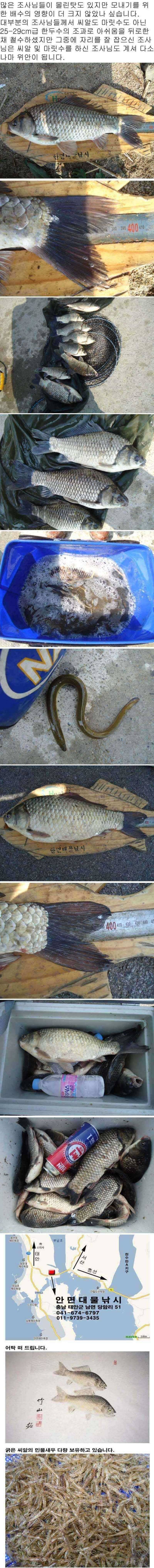 520 부남호 주말 조황 안내 (조황조행기 - 특파원조황)