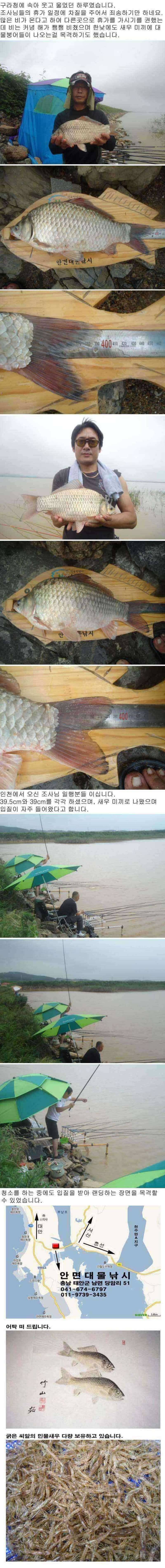 부남호 월요일 주중 조황 안내 (조황조행기 - 특파원조황)