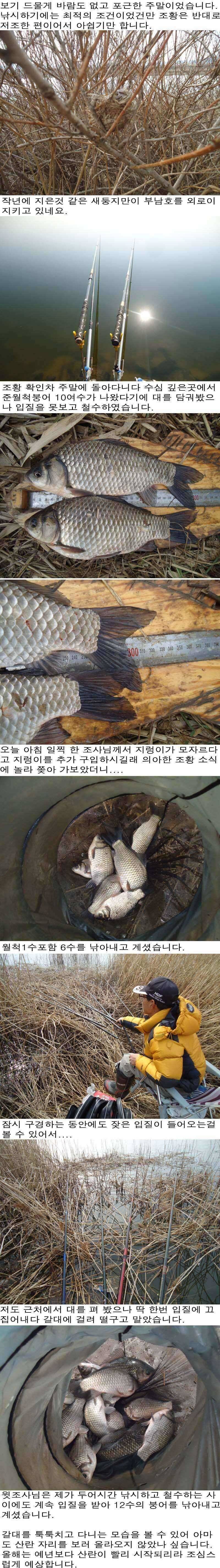 216 부남호 주말 조황 (조황조행기 - 특파원조황)