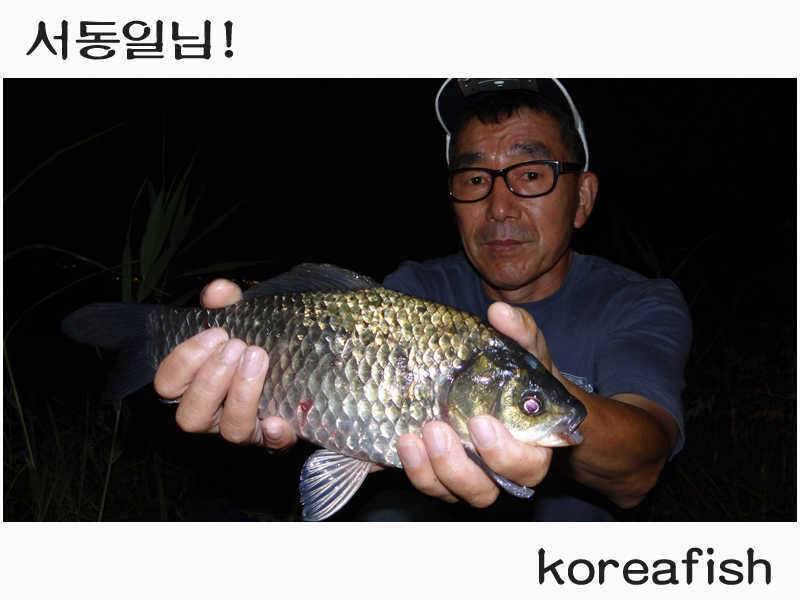 오산권 수로낚시이젠 밤낚시 시즌 만났네 (조황조행기 - 특파원조황)