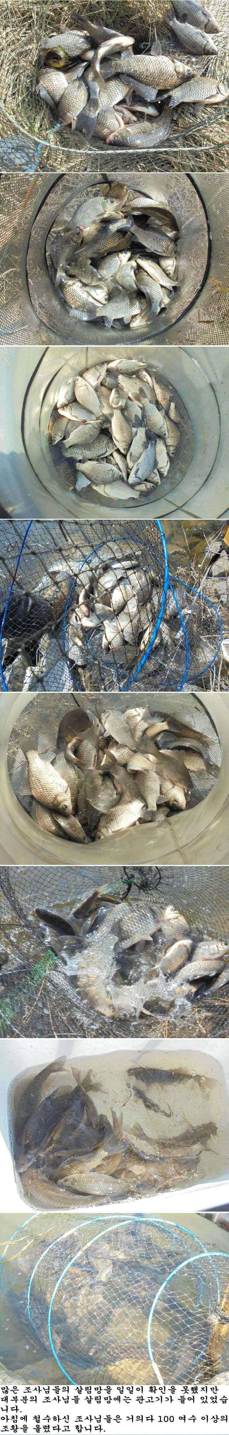 220 안면도권 수로 관고기 떼 조황 (조황조행기 - 특파원조황)