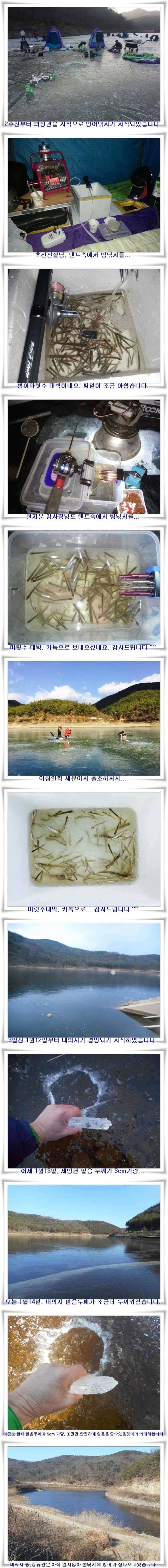 군위빙어터 빙질 (조황조행기 - 특파원조황)