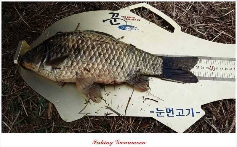 달천강 호조황화곡지칠성지 소식 (조황조행기 - 특파원조황)