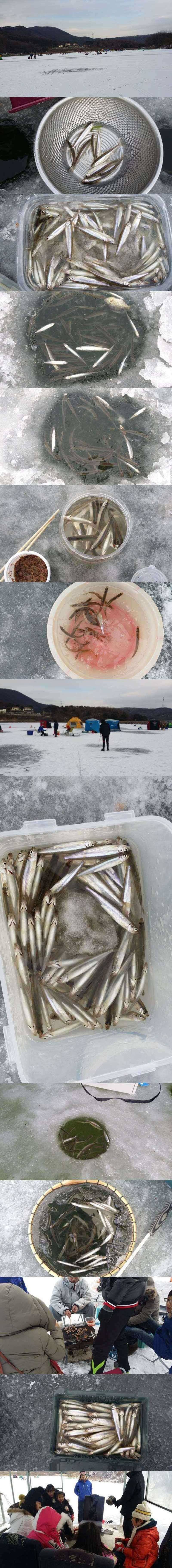 고초골지 빙어 잘 나오네요 (조황조행기 - 특파원조황)
