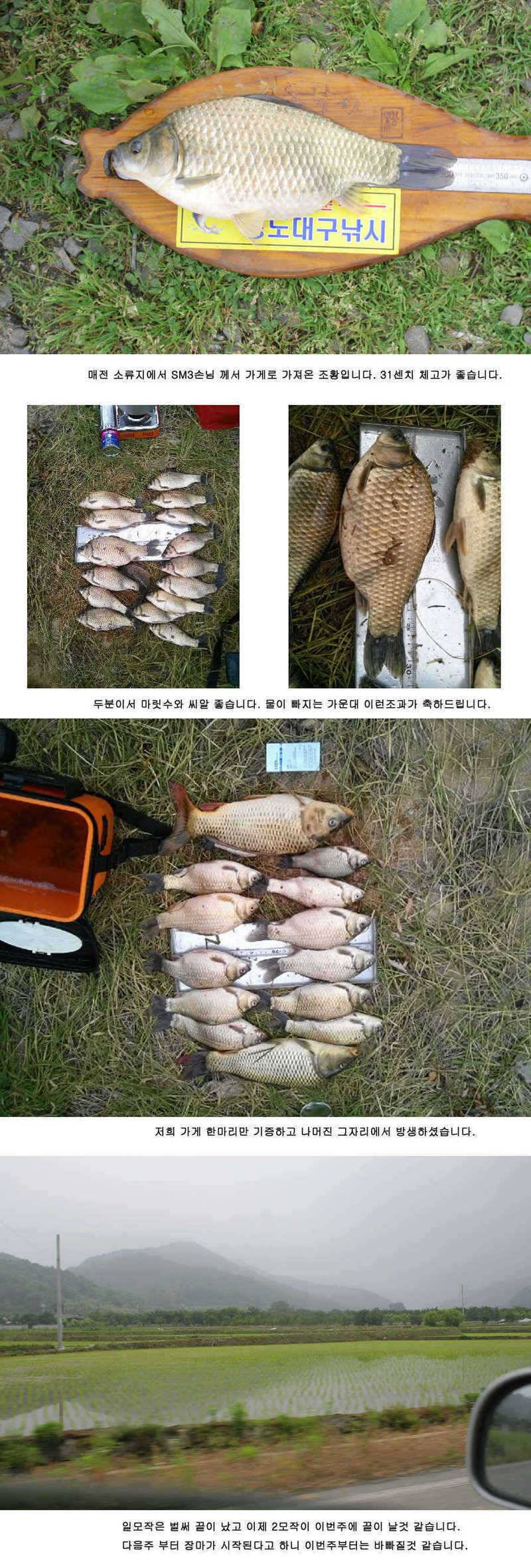 청도권 주중조황 42cm 51cm (조황조행기 - 특파원조황)