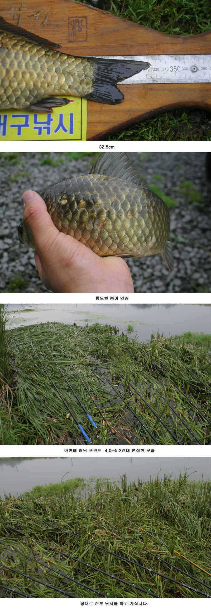 청도권 주중조황 42cm 51cm (조황조행기 - 특파원조황)