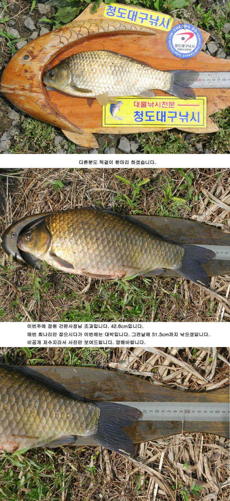 청도권 주중조황 42cm 51cm (조황조행기 - 특파원조황)