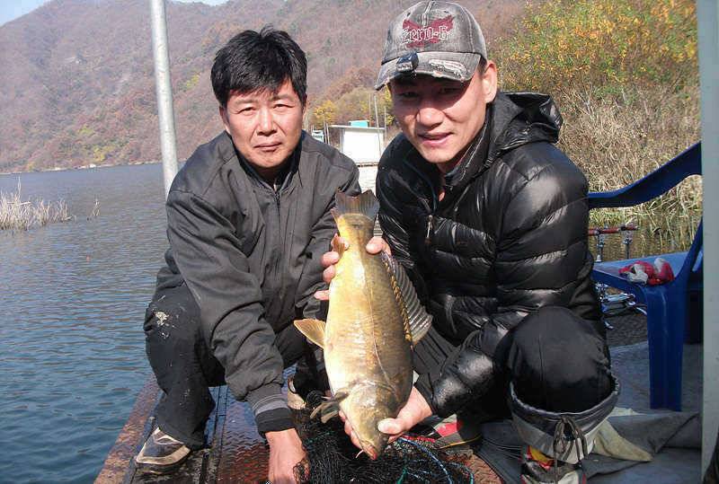 빨래판향어 398cm 대물붕어 구경하세요 (조황조행기 - 특파원조황)