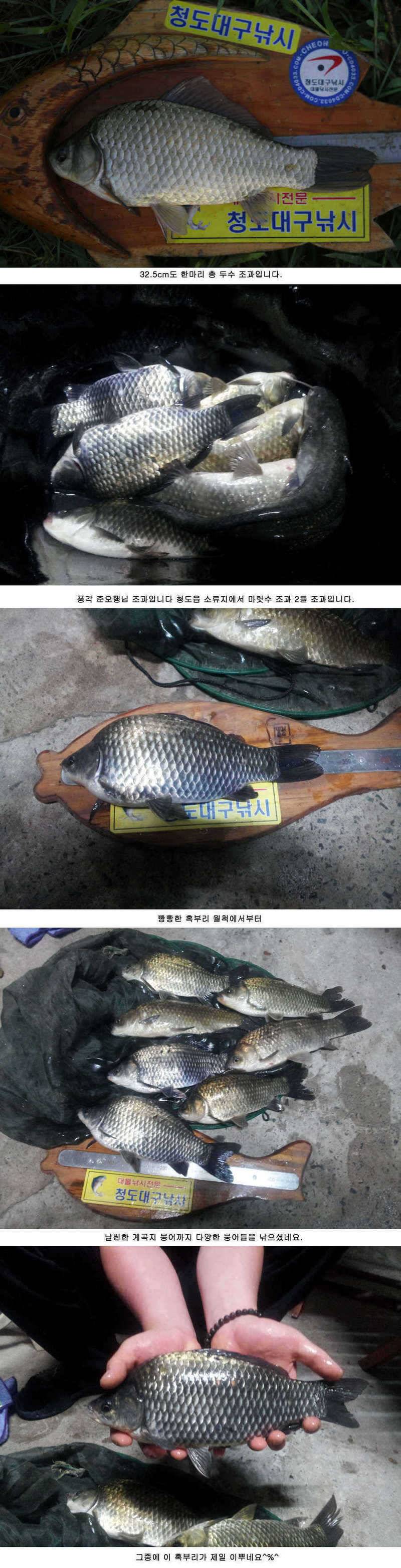 청도권 주중 조황 대박 (조황조행기 - 특파원조황)