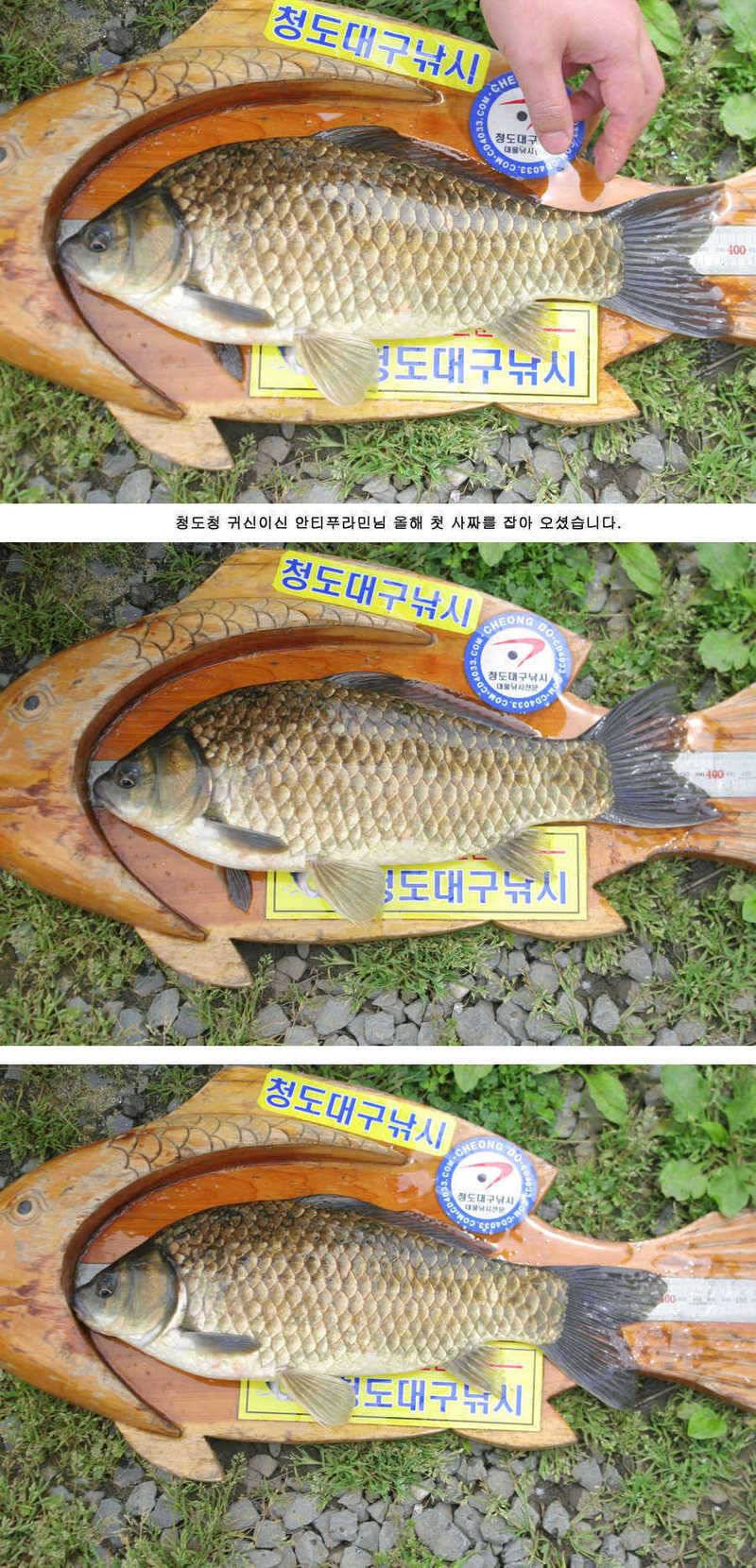 청도권 주중 조황 대박 (조황조행기 - 특파원조황)