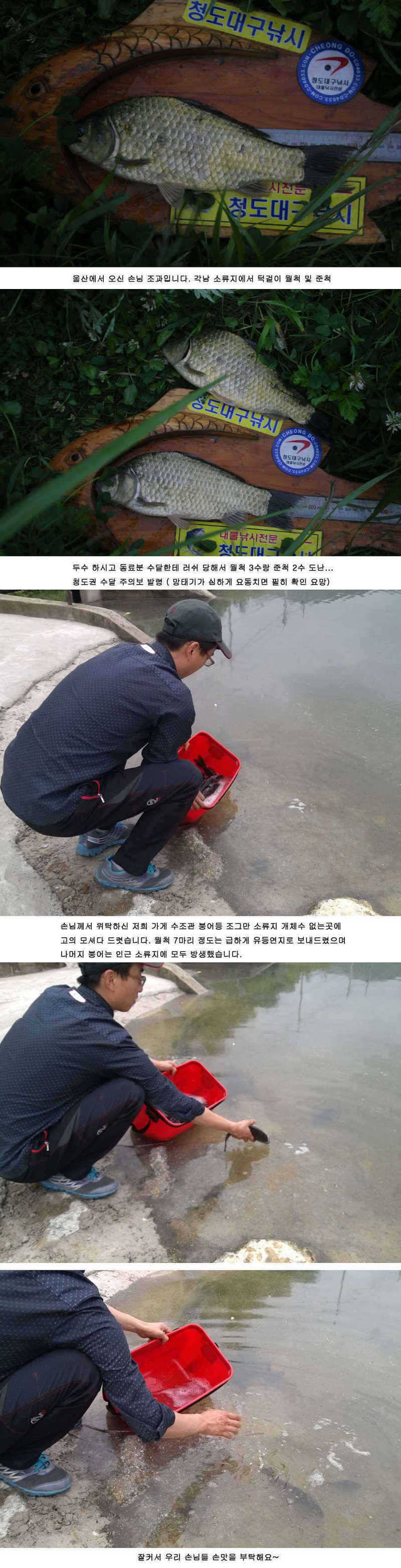 청도권 주중 조황 대박 (조황조행기 - 특파원조황)