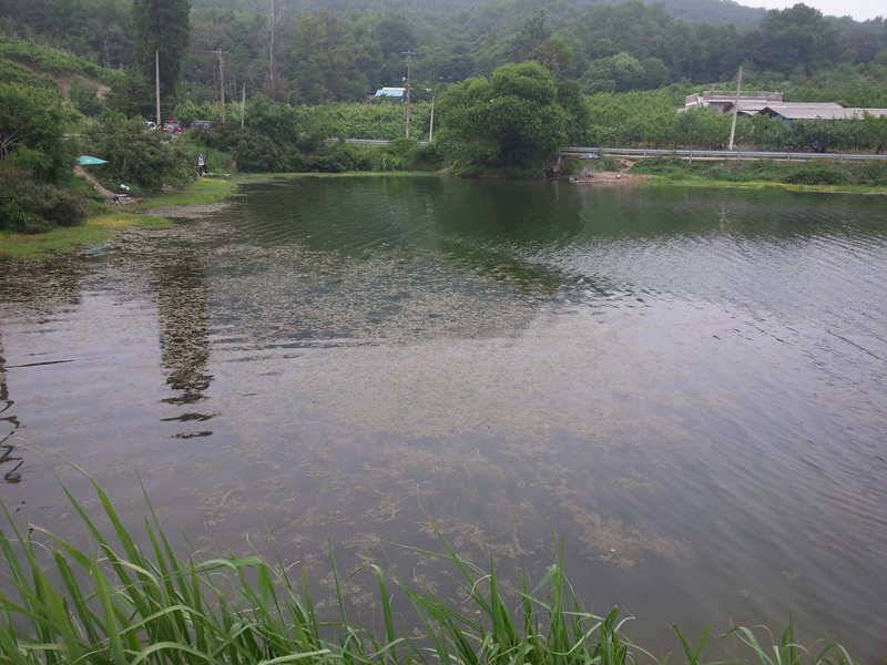 경산 자인권 조황정보 (조황조행기 - 특파원조황)