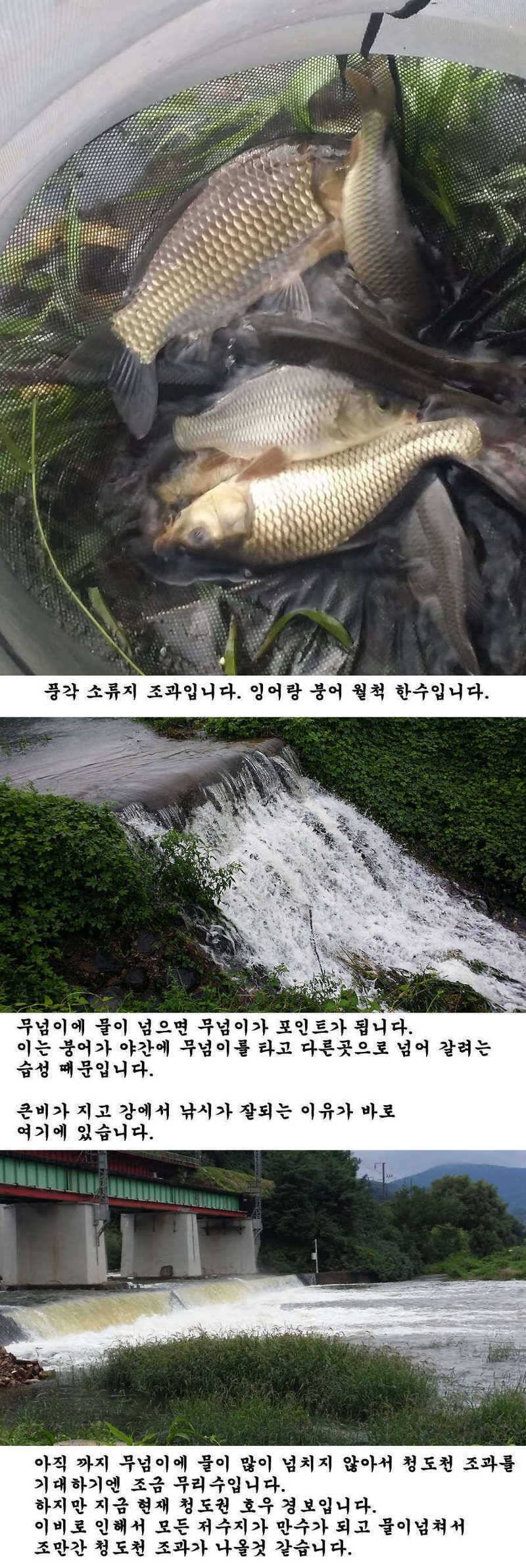 청도권 가을 시즌 빵빵 터집니다 (조황조행기 - 특파원조황)