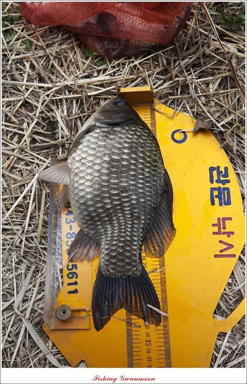 달천강 호조황화곡지칠성지 소식 (조황조행기 - 특파원조황)