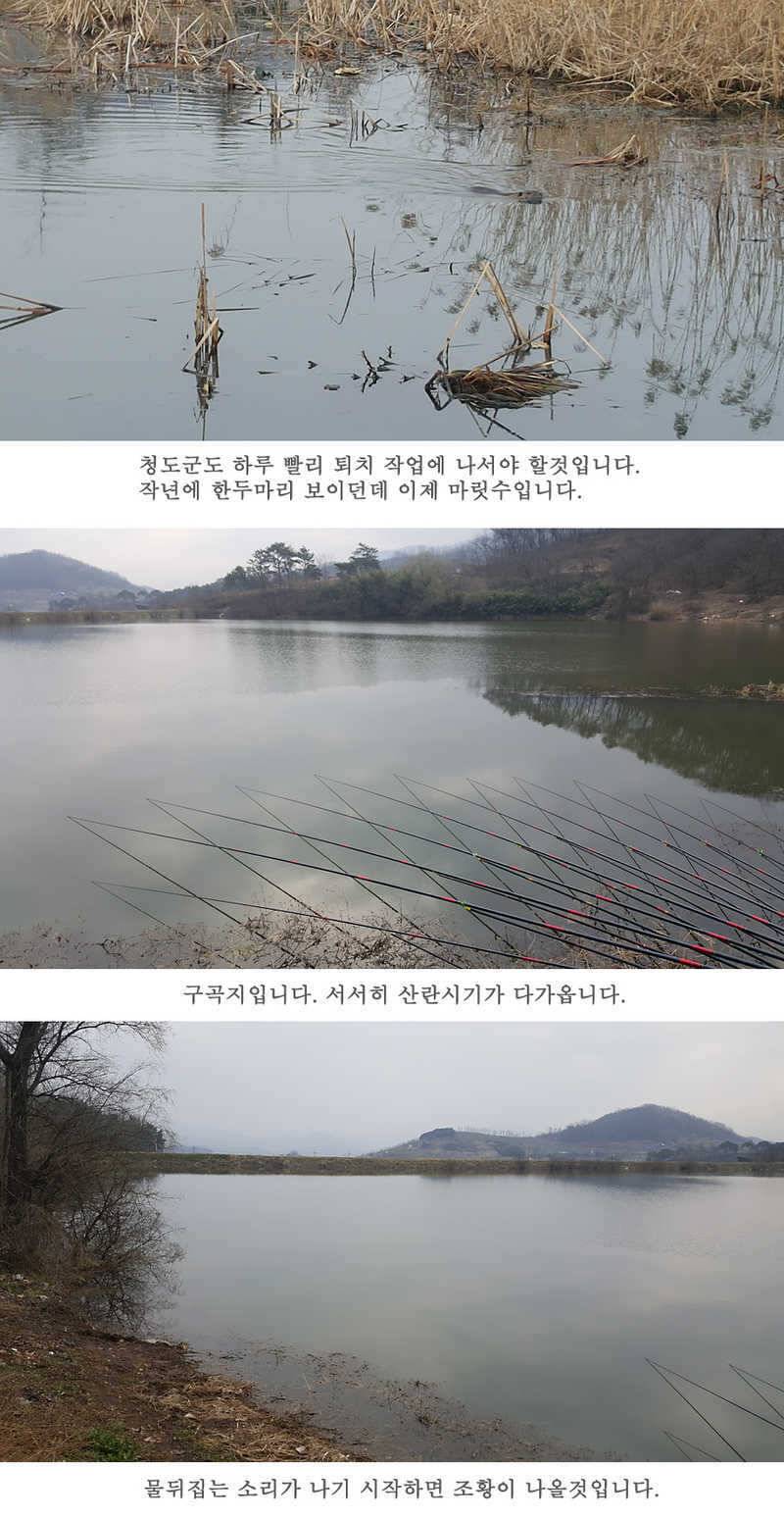 청도권 산란이 시작되었습니다 (조황조행기 - 특파원조황)