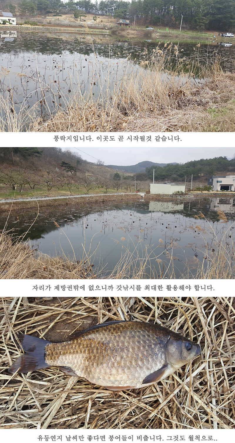 청도권 산란이 시작되었습니다 (조황조행기 - 특파원조황)