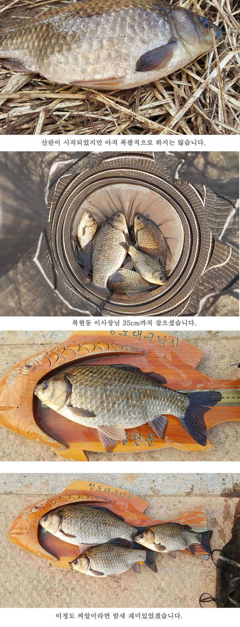 청도권 산란이 시작되었습니다 (조황조행기 - 특파원조황)
