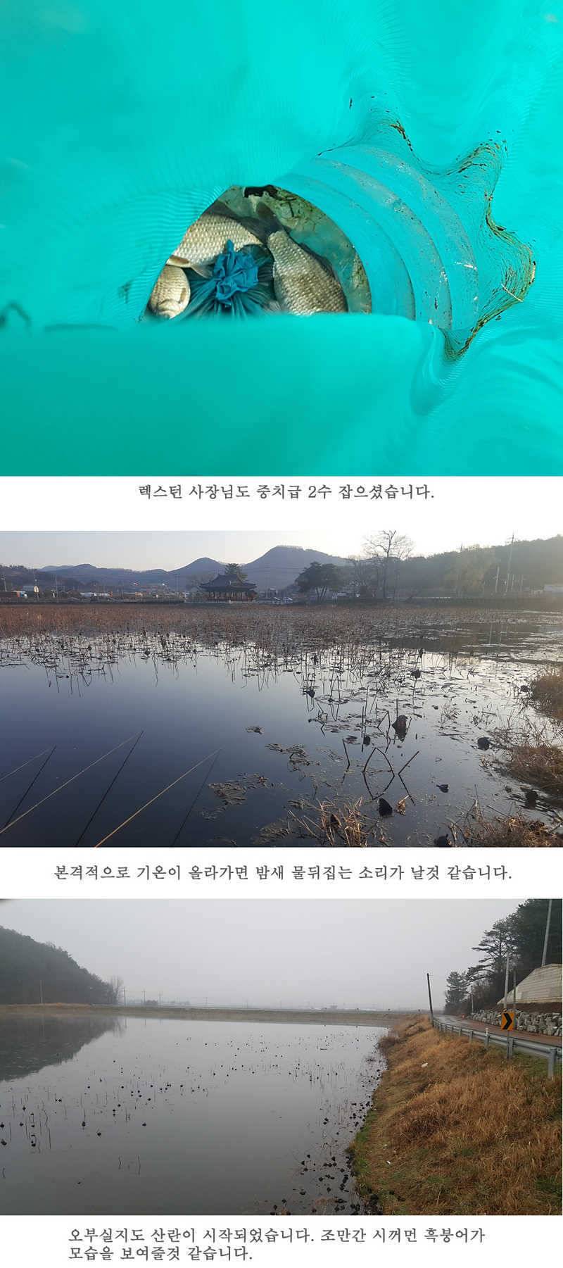 청도권 산란이 시작되었습니다 (조황조행기 - 특파원조황)