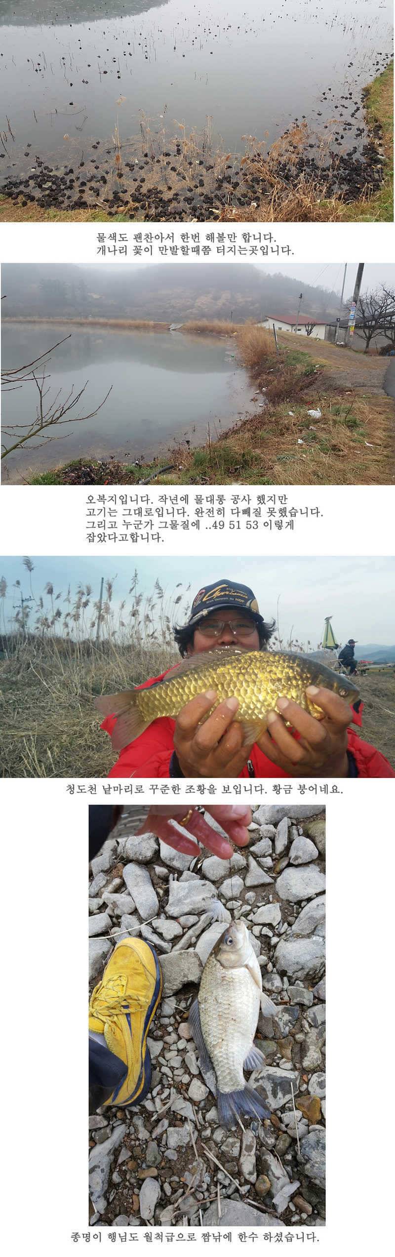 청도권 산란이 시작되었습니다 (조황조행기 - 특파원조황)