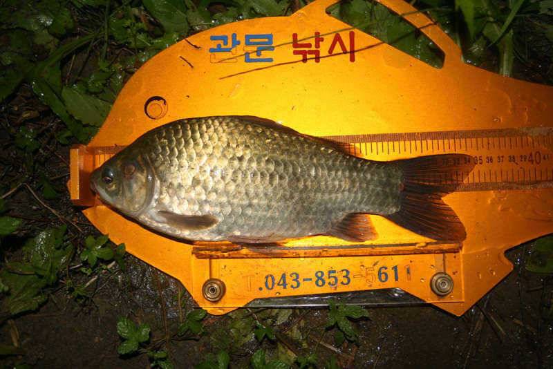 충주호 밤낚시를 다녀왔습니다 (조황조행기 - 특파원조황)