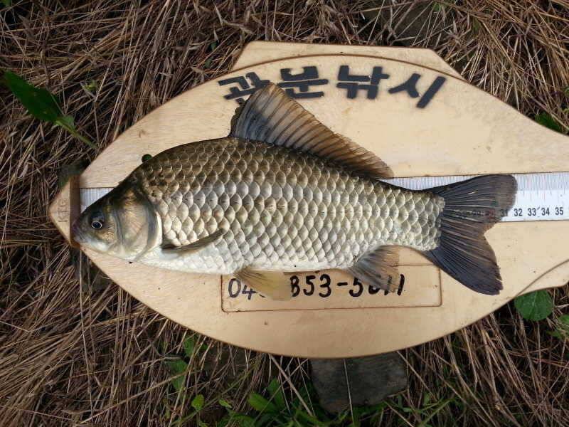 충주호 노지조황소식 (조황조행기 - 특파원조황)