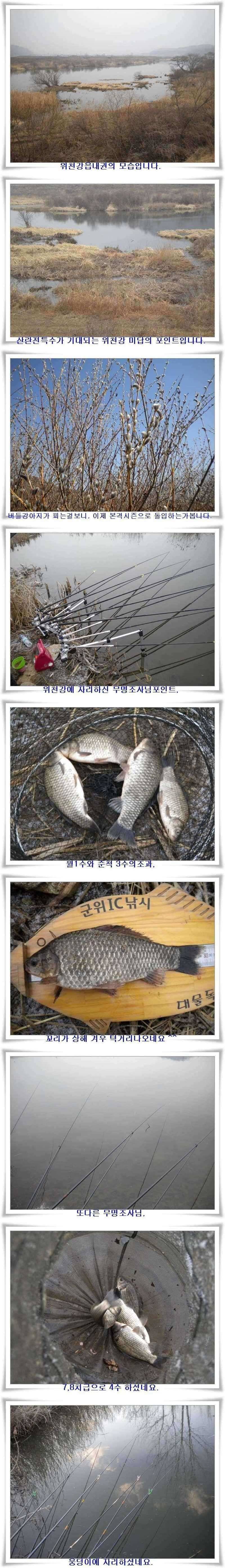 대물과 월척 마릿수 (조황조행기 - 특파원조황)